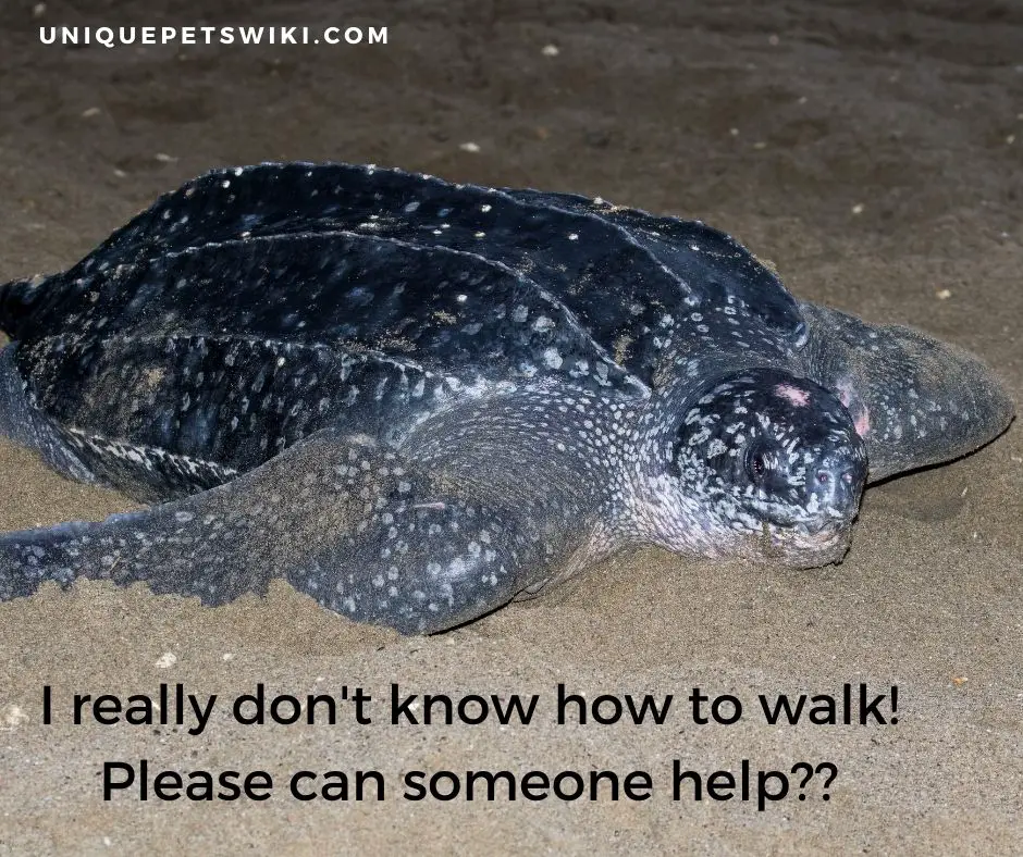 the leatherback sea turtle are good swimmers at a speed of 35 km/hr. (22 mph)