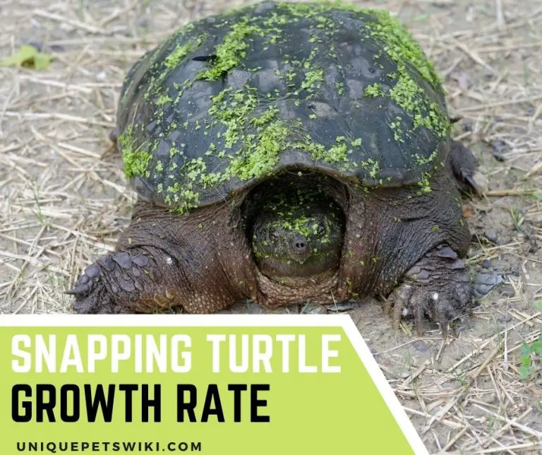 Snapping Turtle Growth Rate 4 Factors That Affect