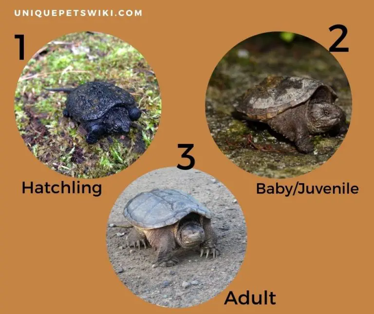 Snapping Turtle Growth Rate 4 Factors That Affect