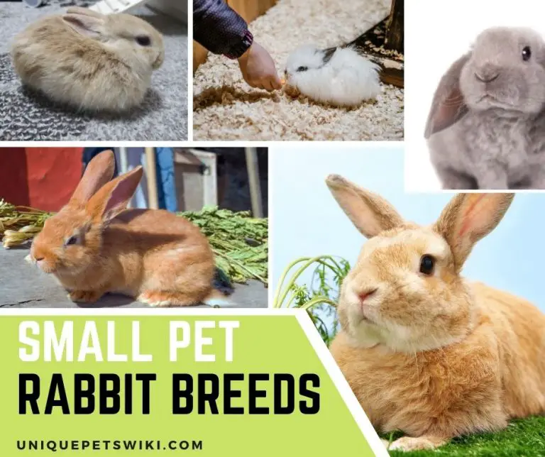 Top 15 Small Pet Rabbit Breeds With Care Tips You Should Know