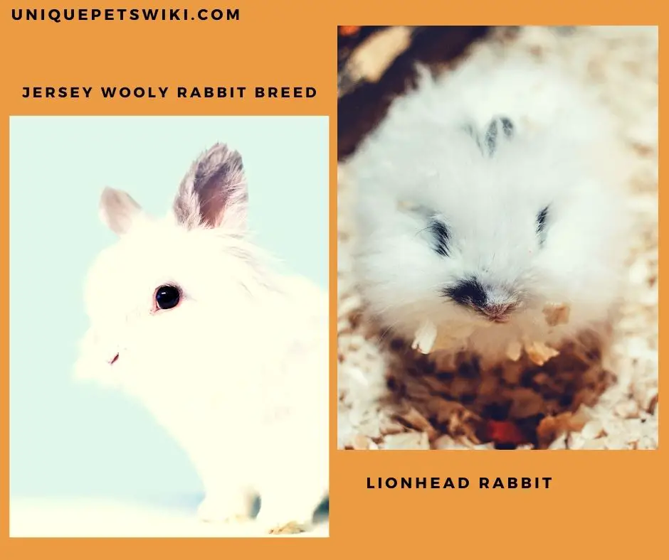 Jersey Wooly and lionhead rabbits