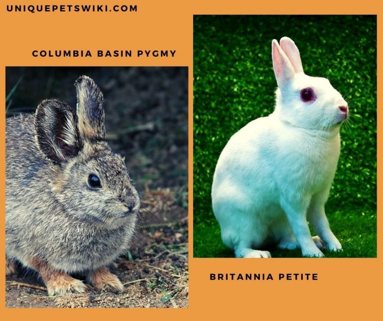 Top 15 Small Pet Rabbit Breeds With Care Tips You Should Know