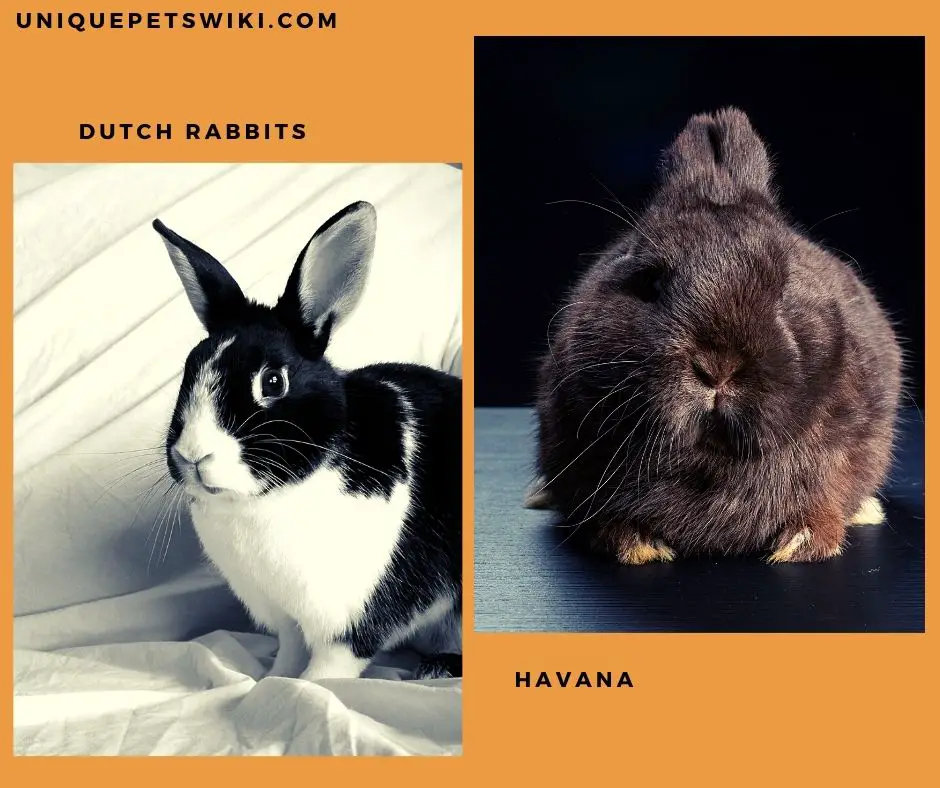 Dutch Rabbits and Havana rabbit breeds