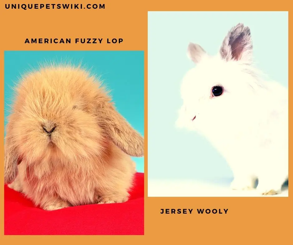 Jersey Wooly and American Fuzzy Lop