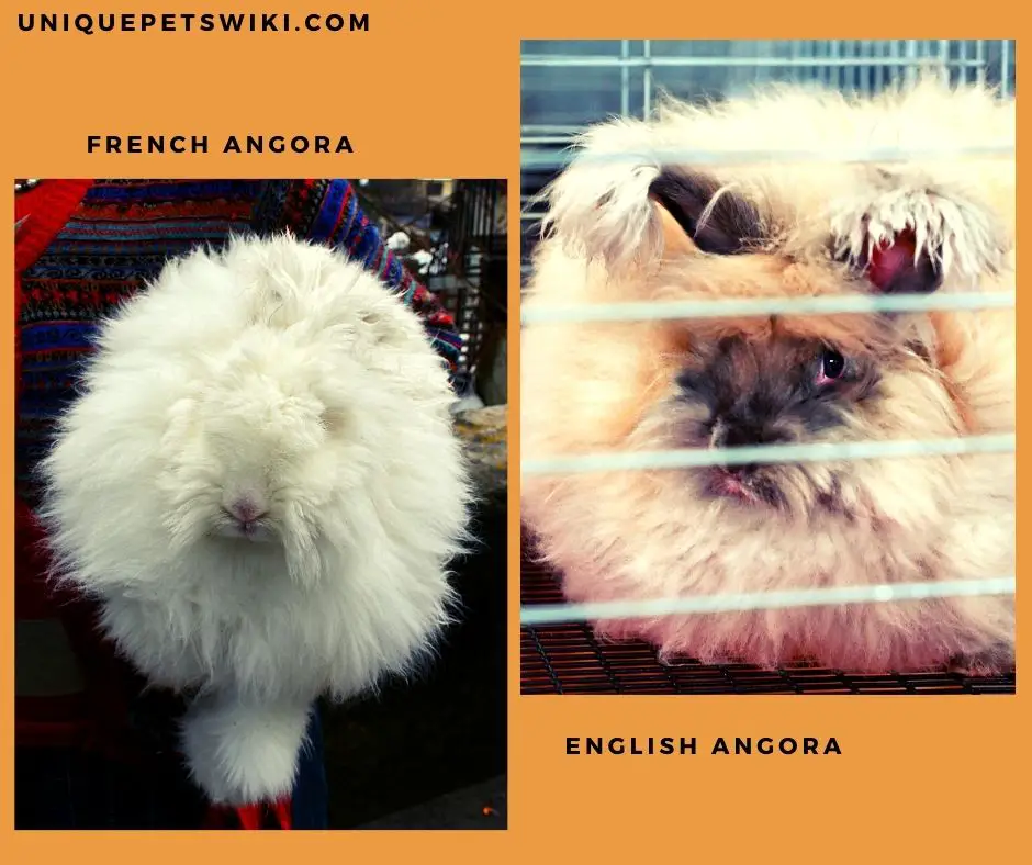 English Angora and French Angora