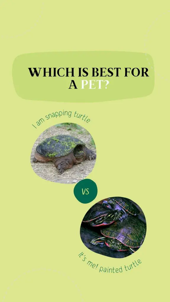 Snapping Turtle Vs Painted Turtle