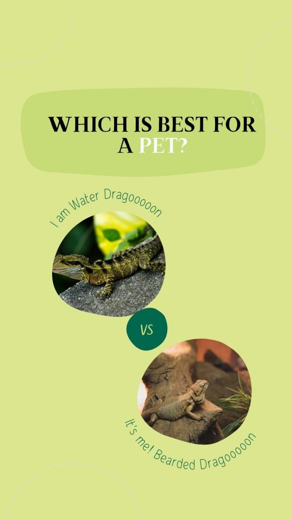 Water Dragon Vs Bearded Dragon