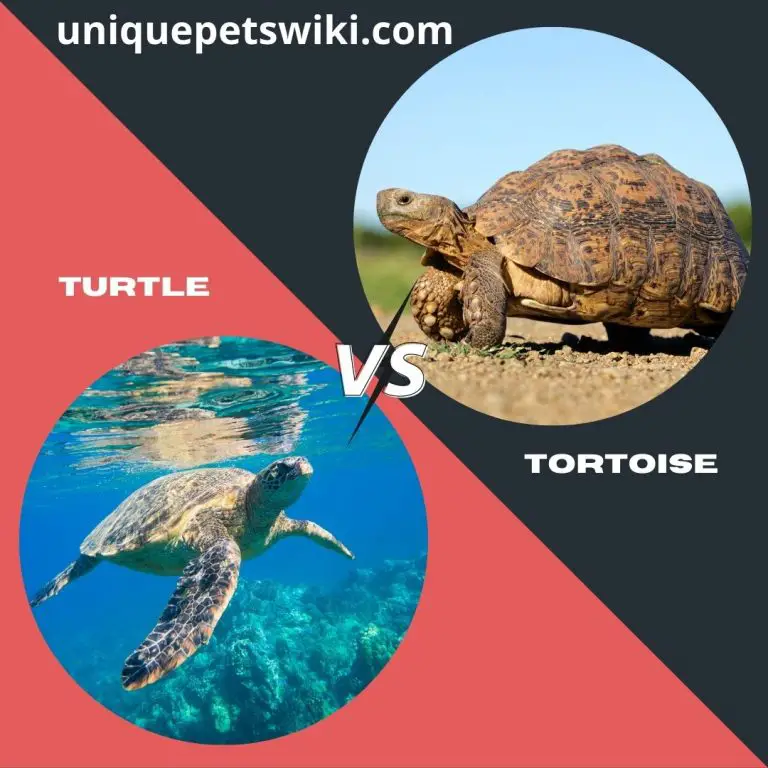 Turtle Vs Tortoise As Pets – Full Comparison