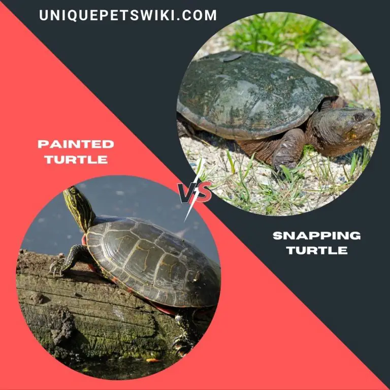 Snapping Turtle Vs Painted Turtle As Pets – Full Comparison