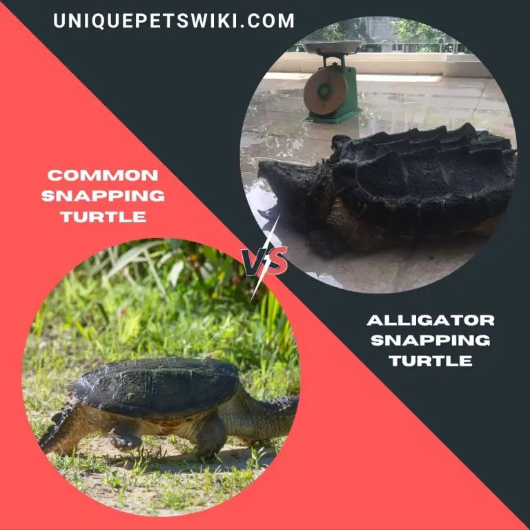 Common Snapping Turtle Vs Alligator Snapping Turtle As Pets Full Comparison