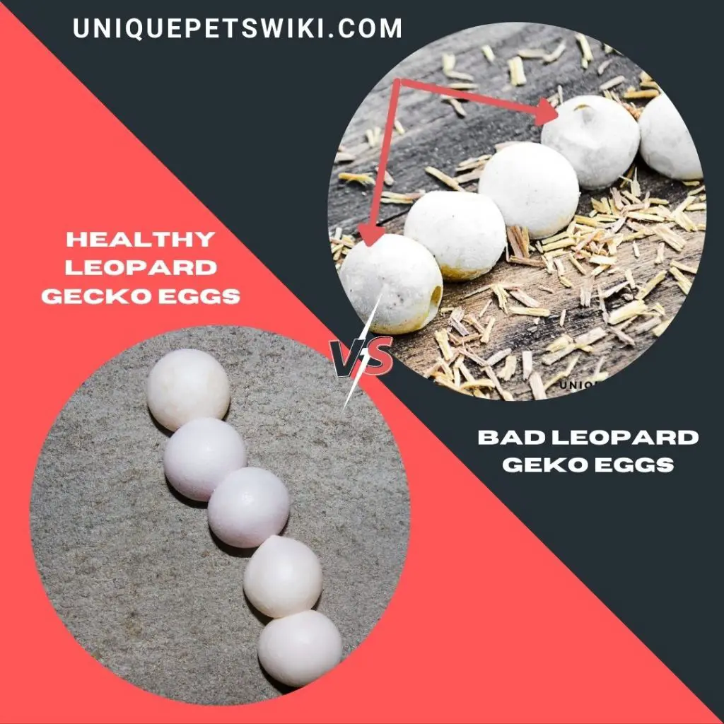 different between healthy and bad leopard gecko eggs