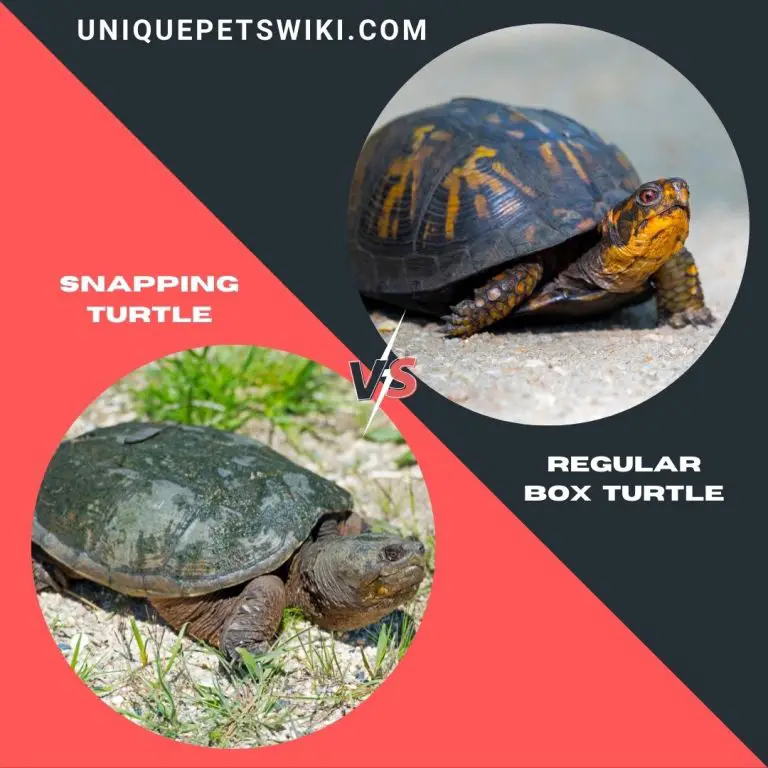 Snapping Turtle Vs Regular Turtle As Pets – Full Comparison