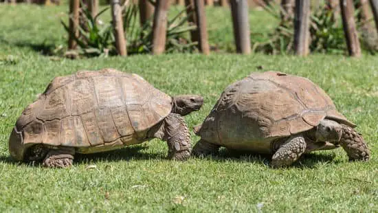 What Affects Sulcata Grow Rate & Size?