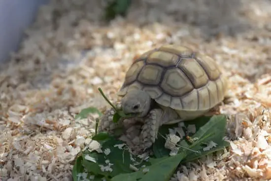 What Does Baby Sulcata Eat In The Wild?