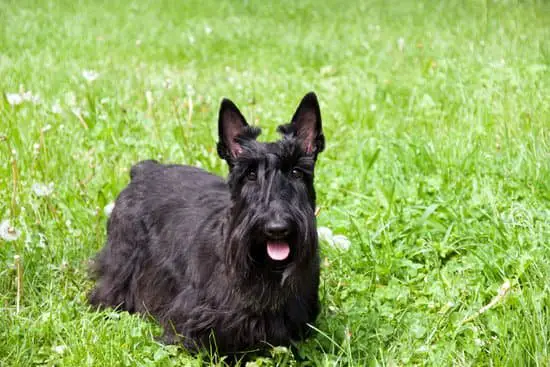 Scottish Terrier small black dog