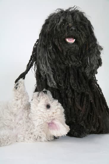 Small Puli black dog