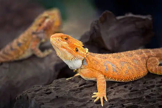 Bearded dragons are believed to carry Salmonella bacteria in their poops