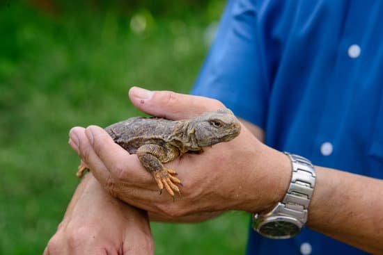 Bearded dragons are docile pets and they  enjoy handling