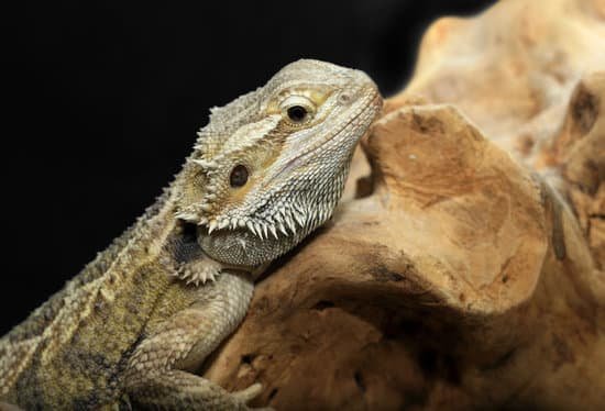 Pet bearded dragon in its tank