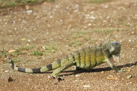 angry iguana standing on its fours
