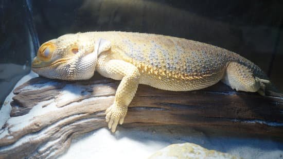 Bearded Dragon Sleeping A Lot