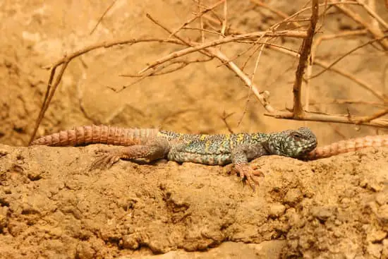 stress can make your Uromastyx Not Eating