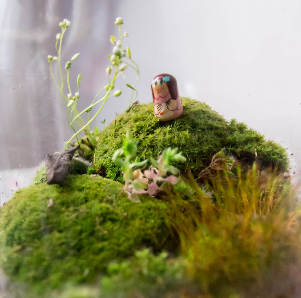 Add Moss To The Terrarium To Maintain Humidity For Crested Gecko Terrarium