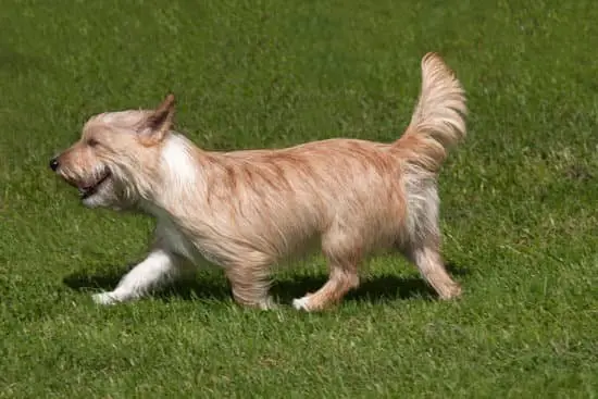 Portuguese Podengo Pequeno breed of small hound
