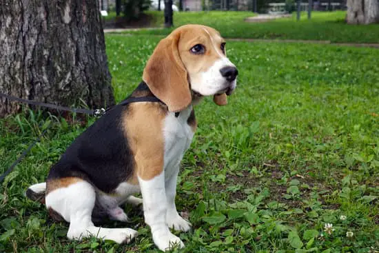 A beagle small hound