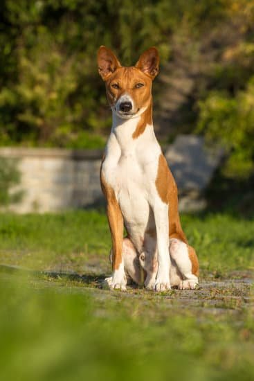Basenji breed of small hound