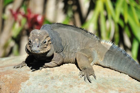 angry iguana puff up