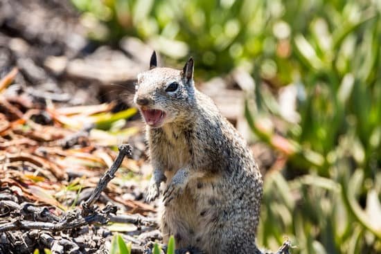 Complete Squirrel Noises Meaning List