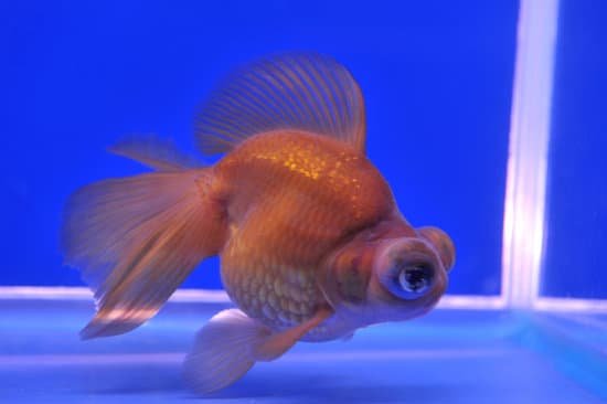 How To Tell If Your Goldfish Is Sick?