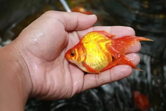 Can You Treat A Sick Goldfish?
