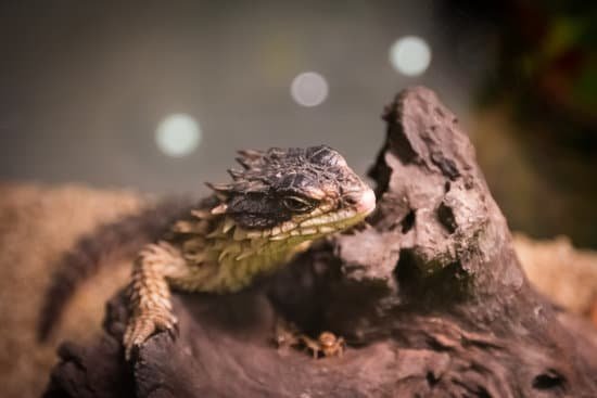 dragon armadillo lizard for sale