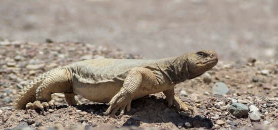 keeping your uromastyx in a well lighted tank