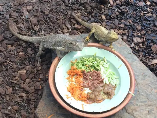 what to feed 4-month old bearded dragon