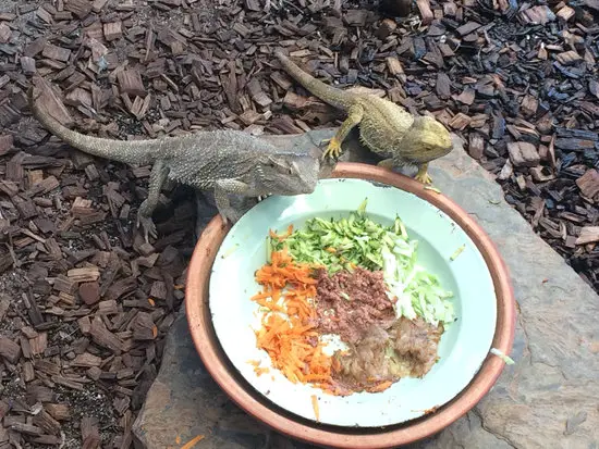 Bearded dragons eating