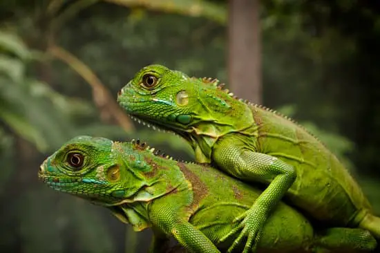 keeping baby iguanas together