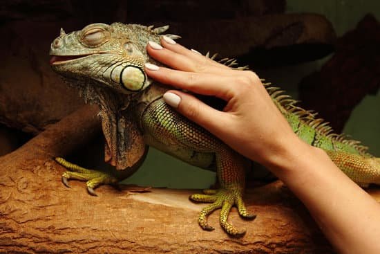 Iguana Dying Signs