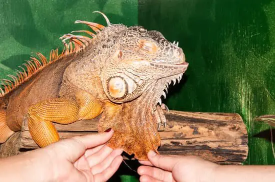 symptoms of a dying iguana