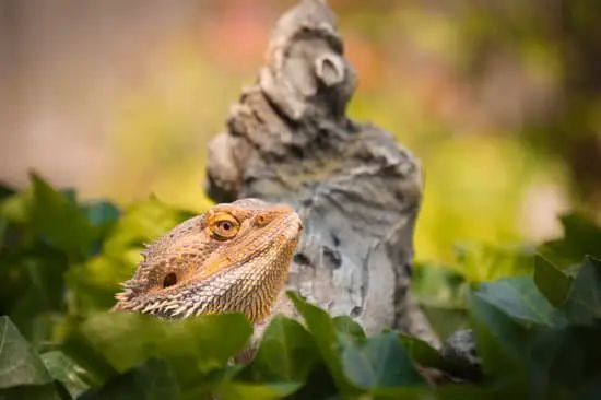Bearded Dragon Dying Signs