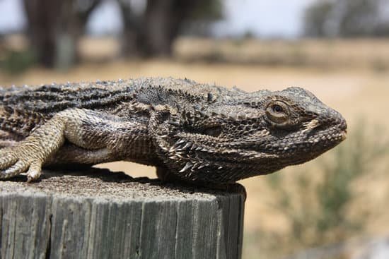 How To Tell If Your Bearded Dragon Is Sick?