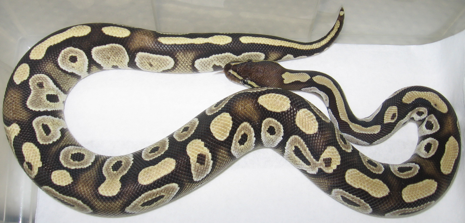 Mojave Morph