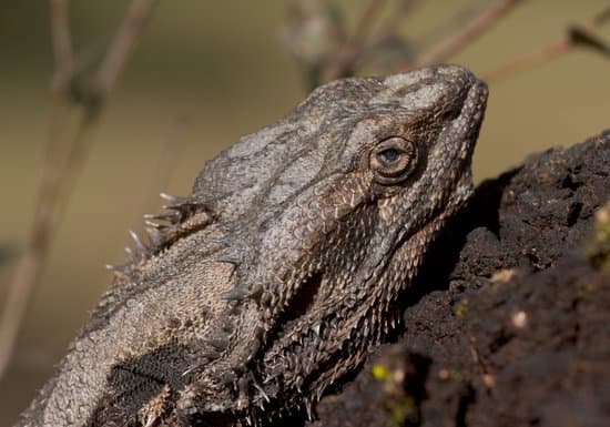 15 Signs Of A Sick Bearded Dragon