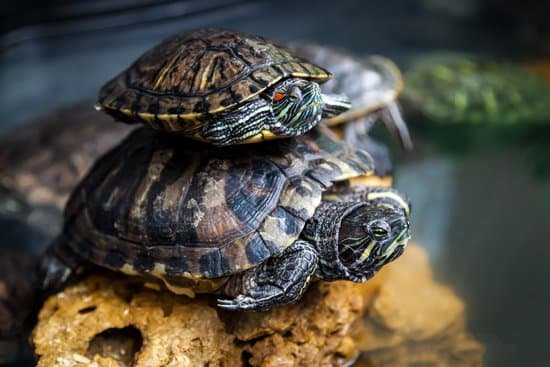 Can Tortoises Survive In Winter?