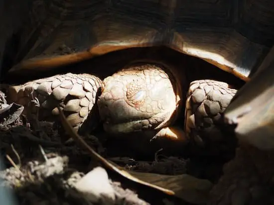 what happens if a tortoise gets too cold