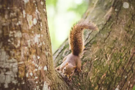 squirrel shaking tail