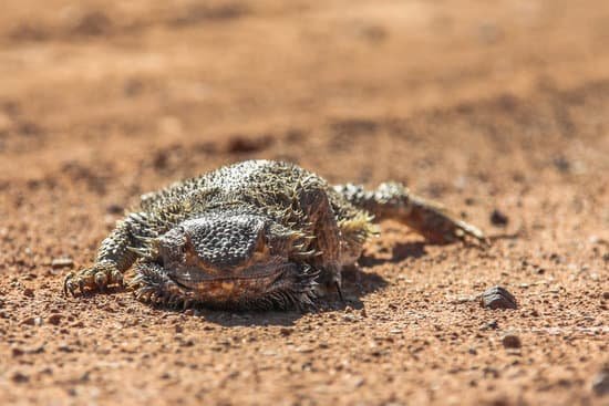 dead bearded dragon is dead