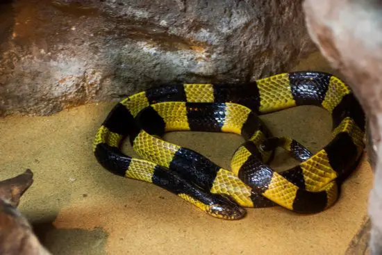 Snake on sand substrate